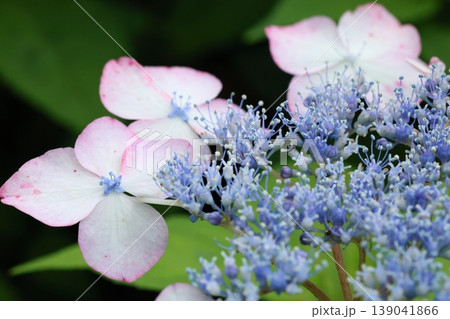春に咲く紫陽花 139041866