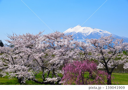 春　桜　岩木川河川公園 139041909