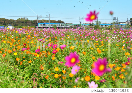 鉄道 私鉄・東武野田線 コスモスと80000系 鉄道 私鉄・東武野田線 コスモスと80000系 139041928