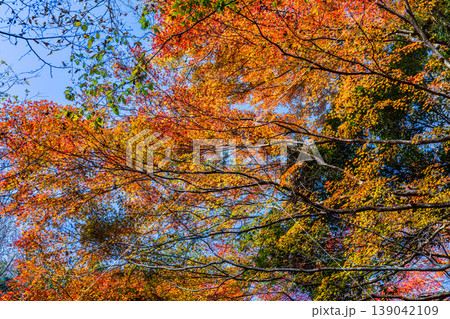 晩秋の赤西渓谷の紅葉1 兵庫県宍粟市 晩秋の赤西渓谷の紅葉1 兵庫県宍粟市 139042109