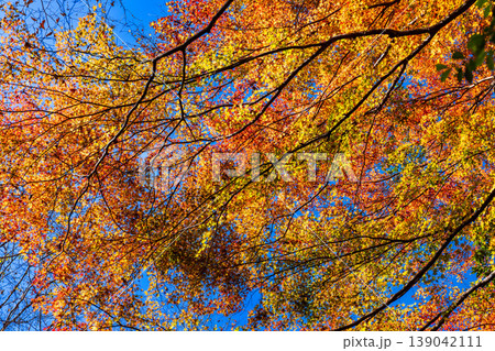晩秋の赤西渓谷の紅葉2　兵庫県宍粟市 139042111