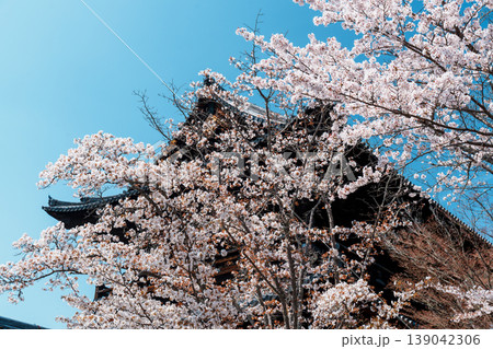 京都 南禅寺 三門と桜 京都 南禅寺 三門と桜 139042306