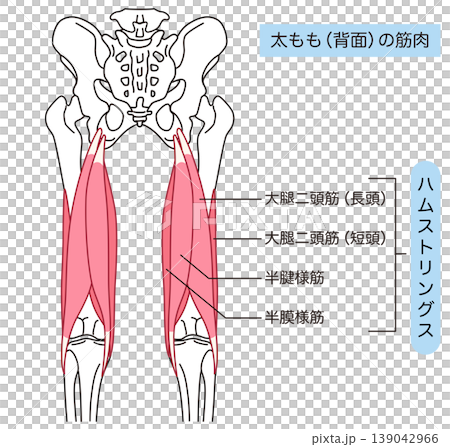 Hamstrings: Muscles on the back of the thigh 139042966