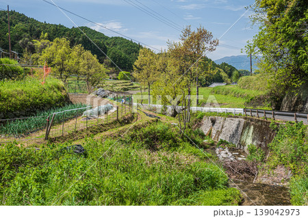 明日香村の景勝地　細川の棚田　奈良県明日香村 139042973