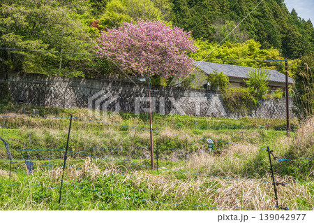 明日香村の景勝地　細川地区　奈良県明日香村 139042977