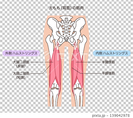 The muscles on the back of the thigh: hamstrings (outer and inner sides) 139042978