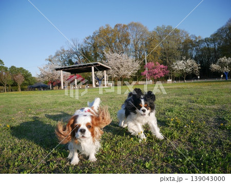 芝生を走るキャバリア2匹|多頭飼い・散歩・元気な犬のいる暮らし 芝生を走るキャバリア2匹|多頭飼い・散歩・元気な犬のいる暮らし 139043000