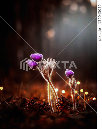 Pulsatilla pasqueflower blooming in spring forest light Pulsatilla pasqueflower blooming in spring forest light 139043039