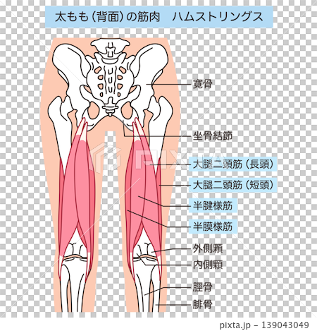 Hamstrings: Muscles on the back of the thigh 139043049
