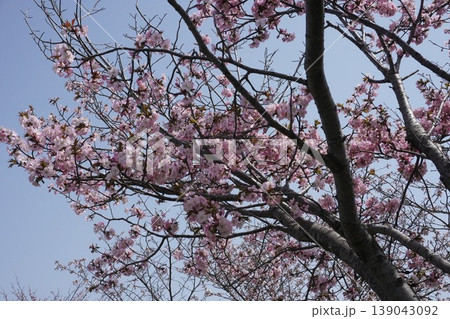 北海道旭川の桜　青空に映える満開の花 139043092