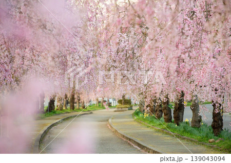 爽やかな朝を迎えた　日中線枝垂れ桜並木　福島県 139043094