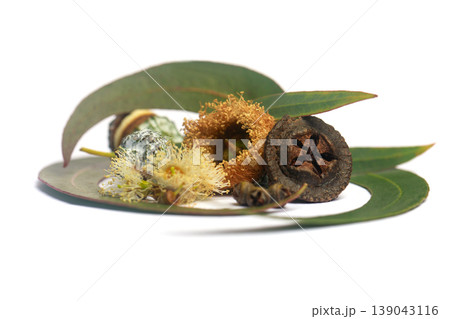 Globulus eucalyptus leaves with seeds on white background Globulus eucalyptus leaves with seeds on white background 139043116