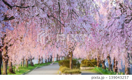 静かな朝　朝日差し込む日中線枝垂れ桜並木　福島県 139043257