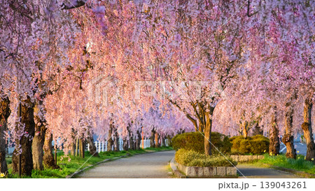 清々しい朝 朝日差し込む日中線枝垂れ桜並木 福島県 清々しい朝 朝日差し込む日中線枝垂れ桜並木 福島県 139043261