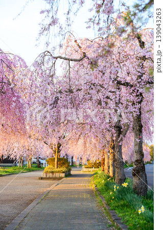 朝日差し込む爽やかな 日中線枝垂れ桜並木 福島県 朝日差し込む爽やかな 日中線枝垂れ桜並木 福島県 139043263