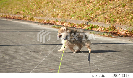 春の昼の公園で楽しく散歩している可愛いポメラニアンの子犬の様子	 139043318