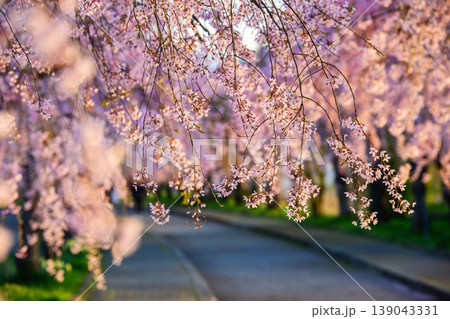 瑞々しい枝垂れ桜 朝日差し込む日中線枝垂れ桜並木 福島県 瑞々しい枝垂れ桜 朝日差し込む日中線枝垂れ桜並木 福島県 139043331