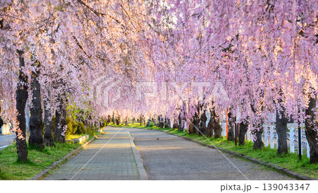 朝日差し込む爽やかな 日中線枝垂れ桜並木 福島県 朝日差し込む爽やかな 日中線枝垂れ桜並木 福島県 139043347