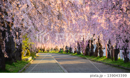 清々しい朝　朝日差し込む日中線枝垂れ桜並木　福島県 139043399