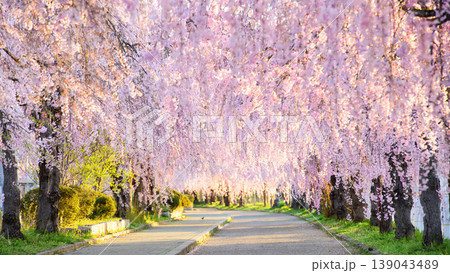 爽やかな朝を迎えた日中線枝垂れ桜並木 福島県 爽やかな朝を迎えた日中線枝垂れ桜並木 福島県 139043489
