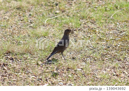 春の野に見つけた野鳥 139043692
