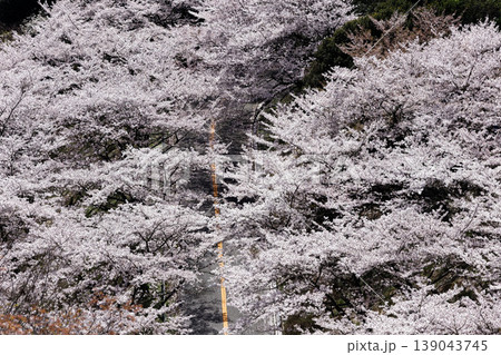 広島県　野呂山　さざなみスカイラインの桜 139043745