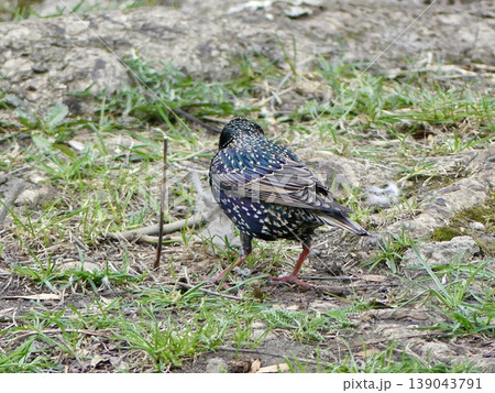 Wild starling collecting nesting material on ground 139043791