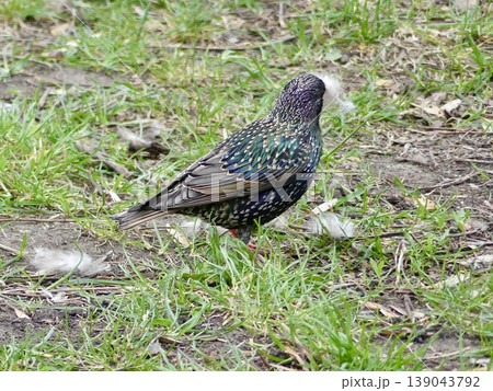 Starling bird gathering feathers for spring nest building Starling bird gathering feathers for spring nest building 139043792