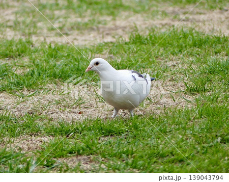 White dove standing on green grass ground 139043794