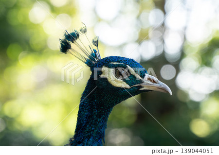 Close-up portrait of colorful peacock head. Selective focus include. 139044051