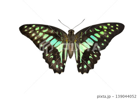 Common Bluebottle Butterfly (Graphium sarpedon) Beautiful blue butterfly flying isolated on white background. for graphics or advertising design. Common Bluebottle Butterfly (Graphium sarpedon) Beautiful blue butterfly flying isolated on white background. for graphics or advertising design. 139044052