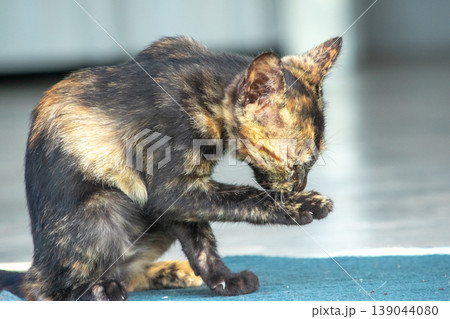 A black and orange kitten is grooming its fur. 139044080