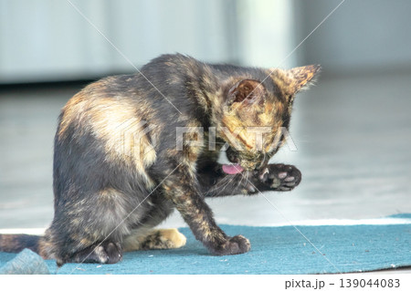 A black and orange kitten is grooming its fur. 139044083