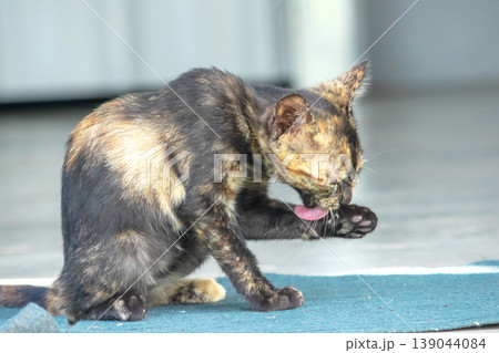 A black and orange kitten is grooming its fur. 139044084