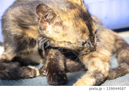 A black and orange kitten is grooming its fur. 139044087
