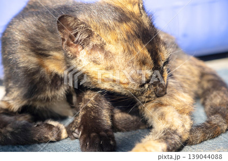 A black and orange kitten is grooming its fur. 139044088