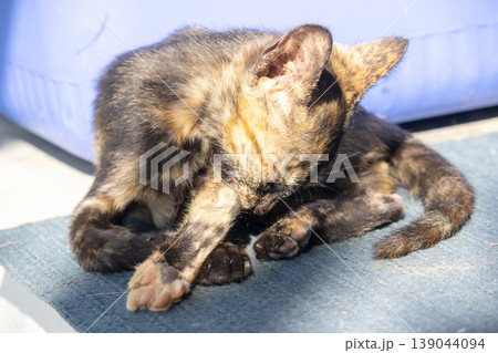 A black and orange kitten is grooming its fur. A black and orange kitten is grooming its fur. 139044094
