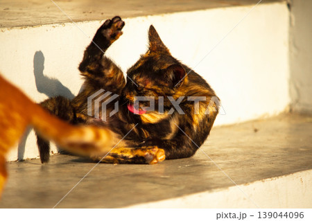 A black and orange kitten is grooming its fur. A black and orange kitten is grooming its fur. 139044096