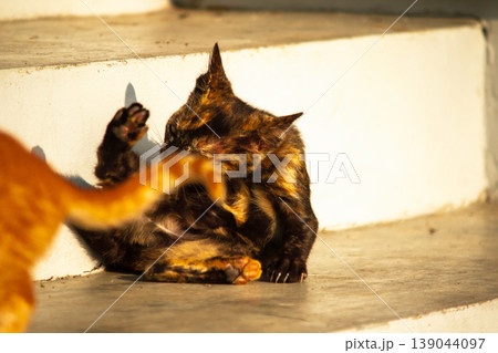 A black and orange kitten is grooming its fur. 139044097