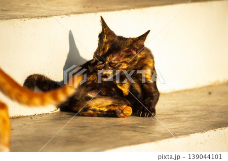 A black and orange kitten is grooming its fur. 139044101