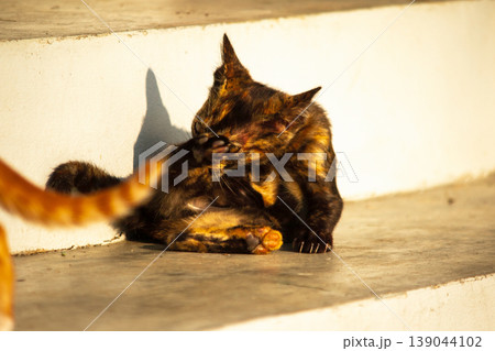 A black and orange kitten is grooming its fur. A black and orange kitten is grooming its fur. 139044102