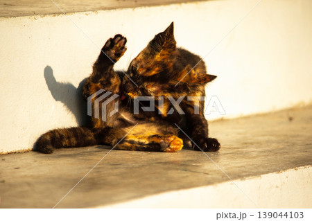 A black and orange kitten is grooming its fur. 139044103