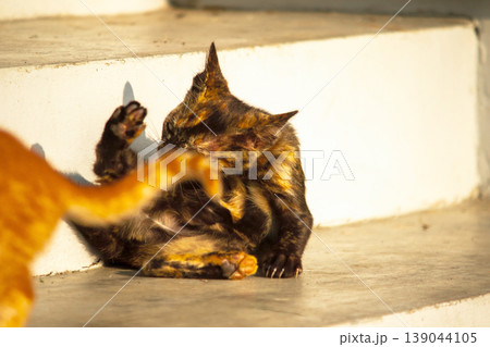 A black and orange kitten is grooming its fur. 139044105
