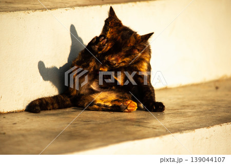 A black and orange kitten is grooming its fur. 139044107