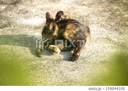 A black and orange kitten is grooming its fur. A black and orange kitten is grooming its fur. 139044108