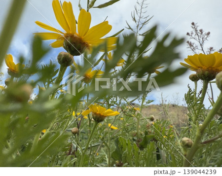 Yellow daisies in a field under cloudy sky, viewed from a low angle showing green foliage Yellow daisies in a field under cloudy sky, viewed from a low angle showing green foliage 139044239