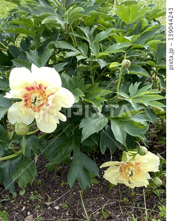Yellow peonies in garden close-up showcasing vibrant blooms and lush green foliage background Yellow peonies in garden close-up showcasing vibrant blooms and lush green foliage background 139044243