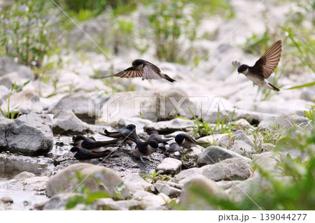 巣材の泥を集めるツバメ 139044277
