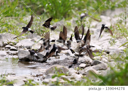 巣材の泥を集めるツバメ 139044278