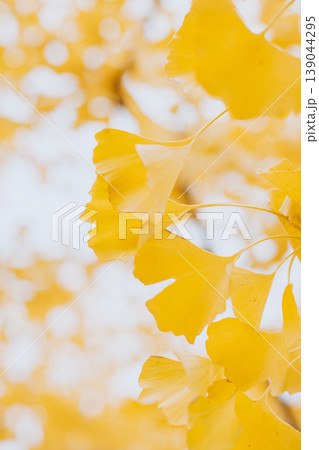 Ginkgo biloba branch with yellow leaves in a autumn garden. Selective focus. 139044295